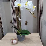 каламанди 3*