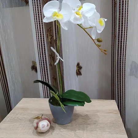 каламанди 3*