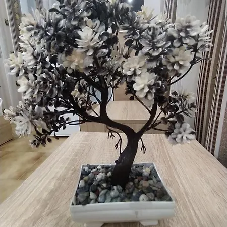 каламанди アセノヴグラト