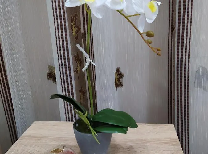 каламанди 3*